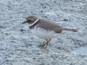 Common Ringed Plover.jpg